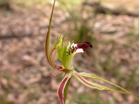 Image of Thin-clubbed mantis orchid