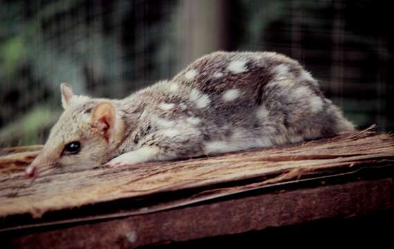 Image of Large Spotted Native Cat