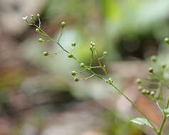 Image of Samolus parviflorus