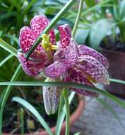 Image of fritillaries