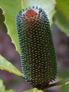 Image of Banksia robur Cav.