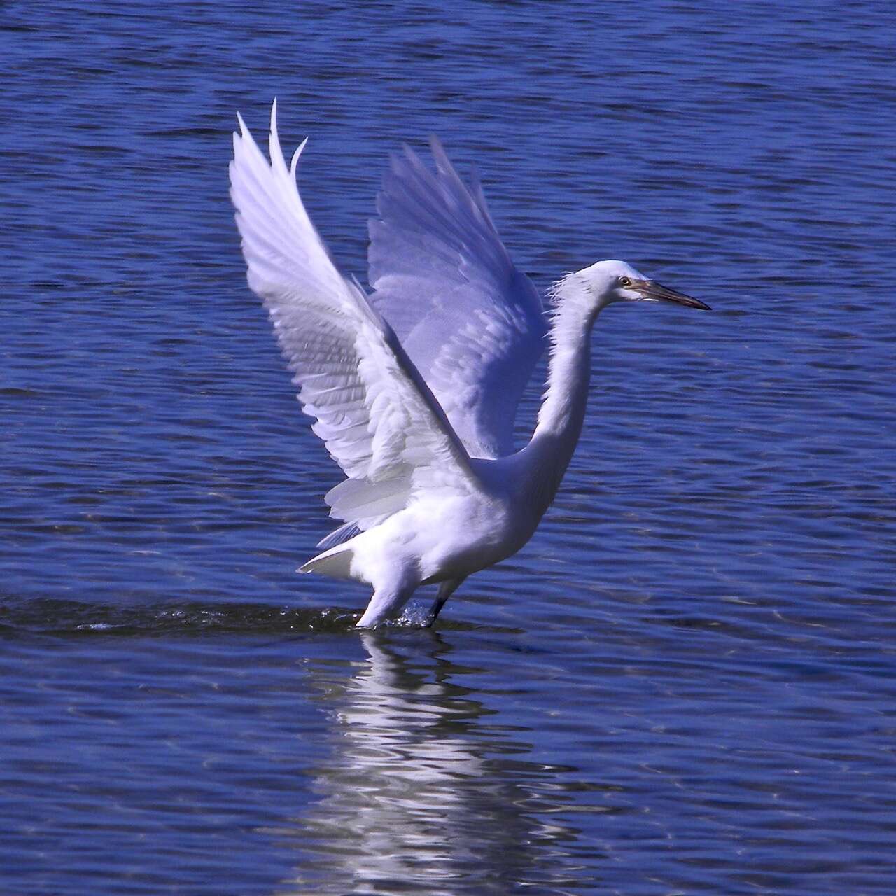 Image de Aigrette roussâtre