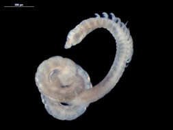 Image of Paraonidae