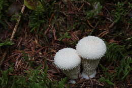 Imagem de Lycoperdon perlatum Pers. 1796