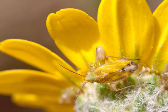 Image of Megalocoleus