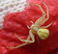 Image of Flower Crab Spiders