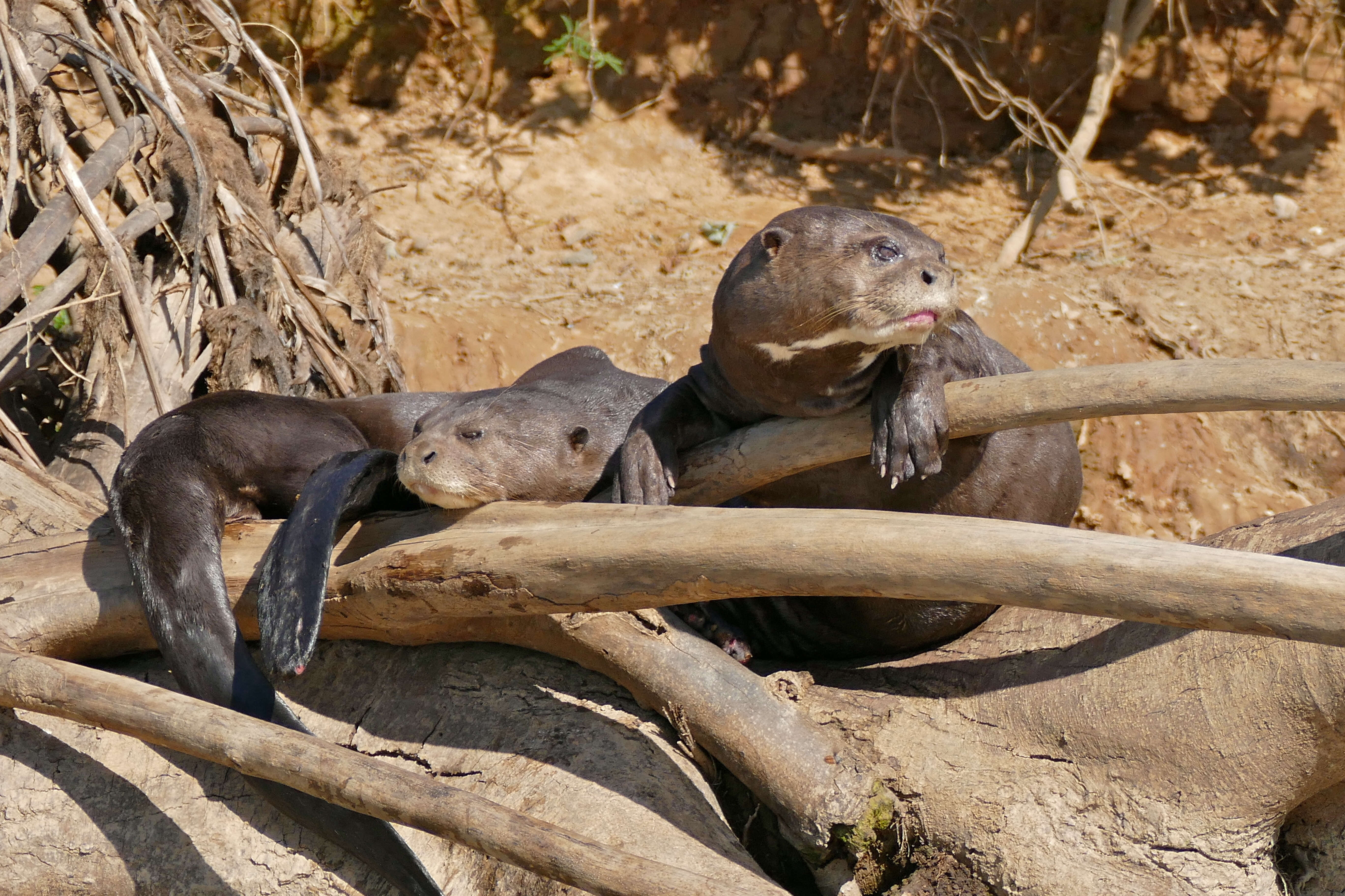 Image of giant otter