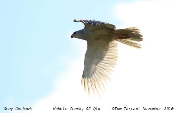 Image of Grey Goshawk