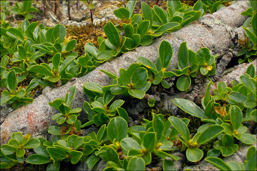 Image of Blunt-leaved Willow