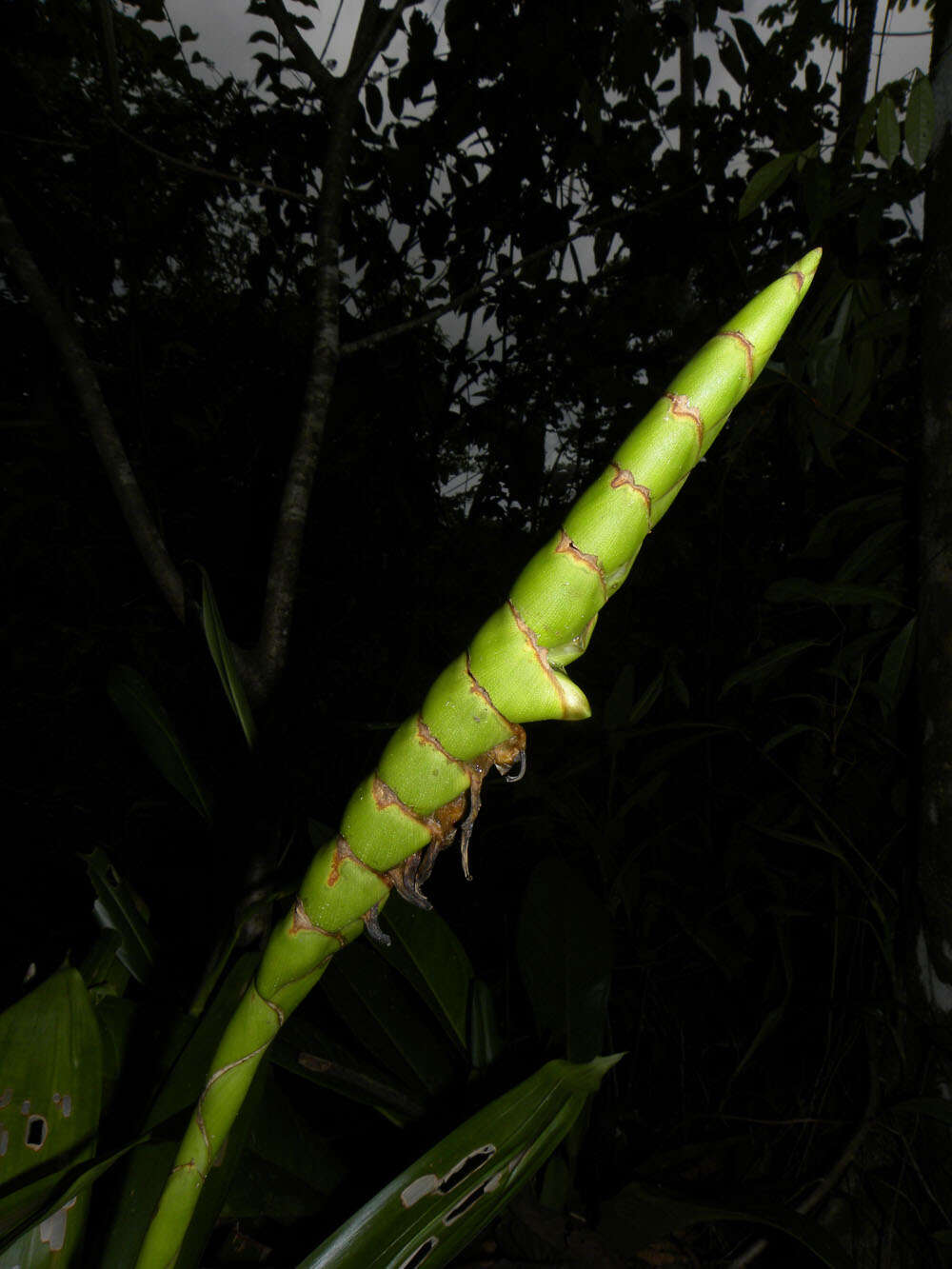 صورة Werauhia gladioliflora (H. Wendl.) J. R. Grant