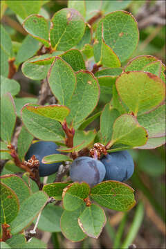 Image of Vaccinium uliginosum subsp. microphyllum Lange