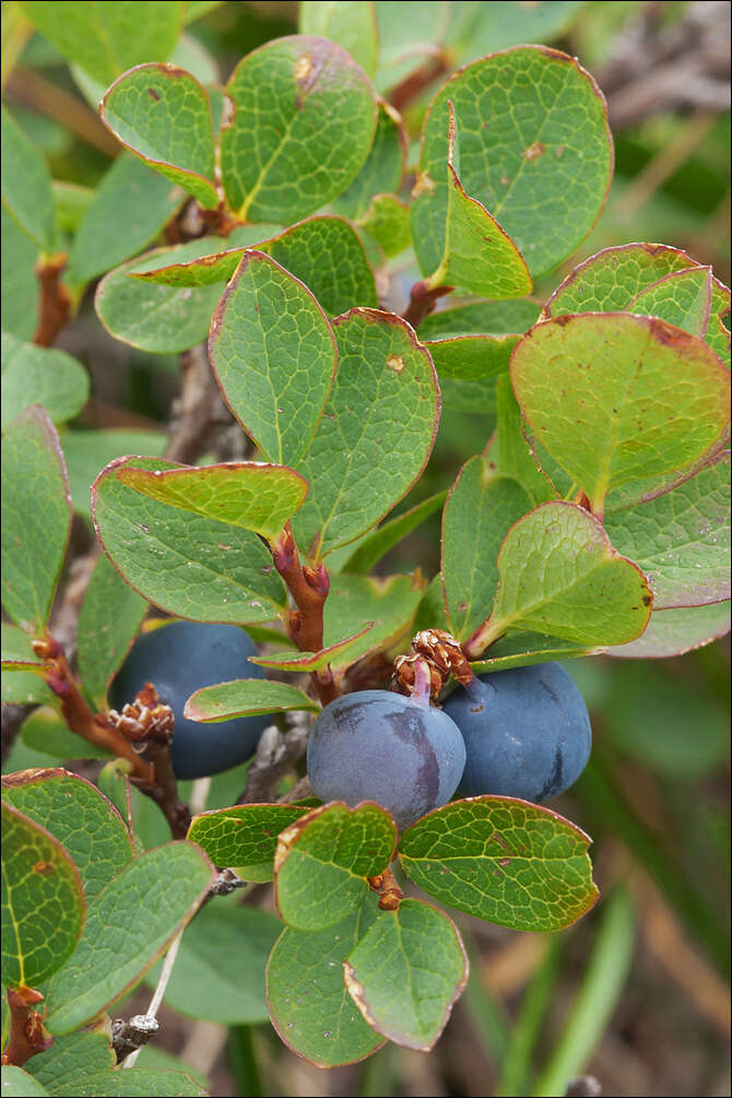 Imagem de Vaccinium uliginosum subsp. microphyllum Lange