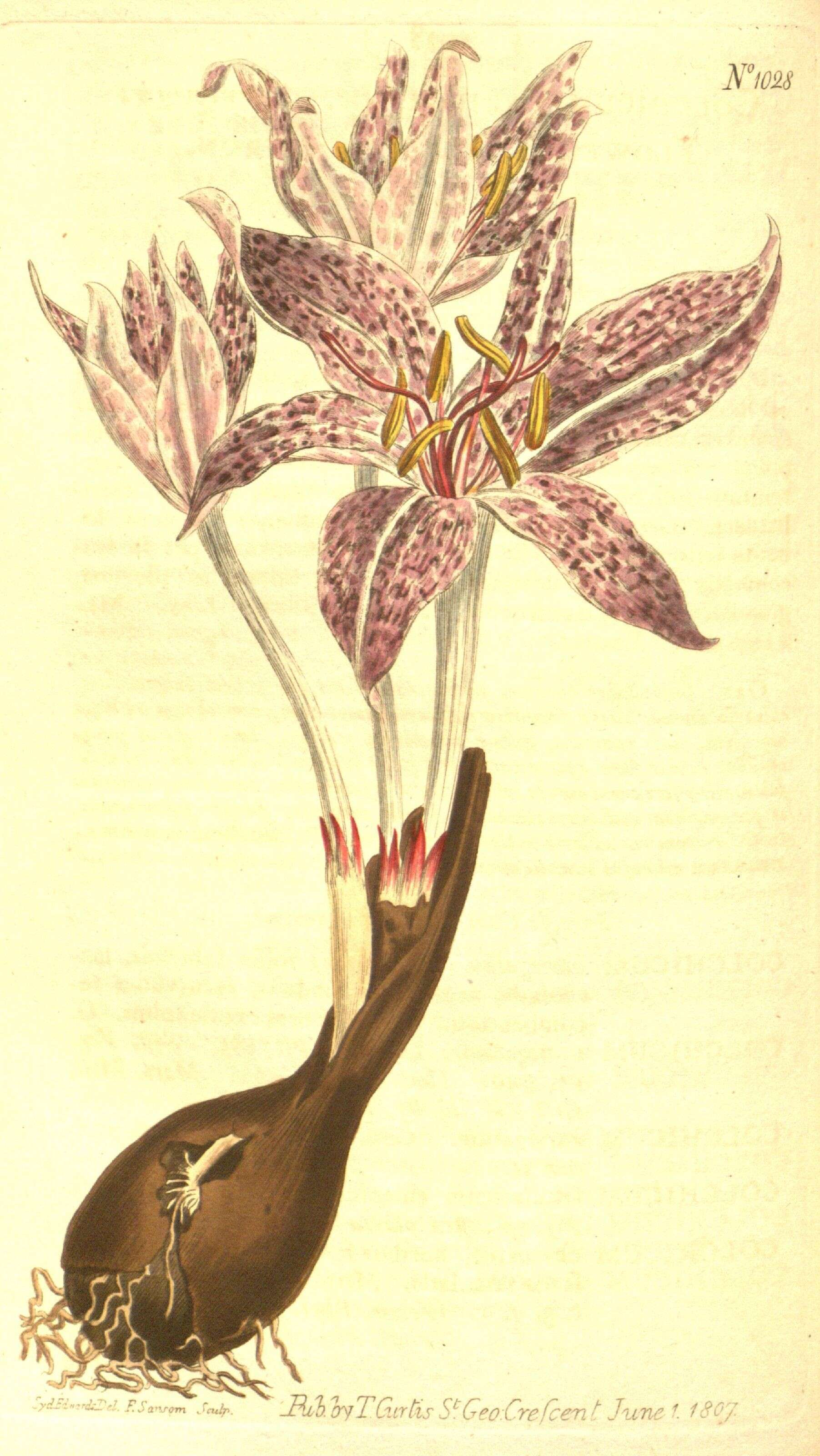 Sivun Colchicum variegatum L. kuva