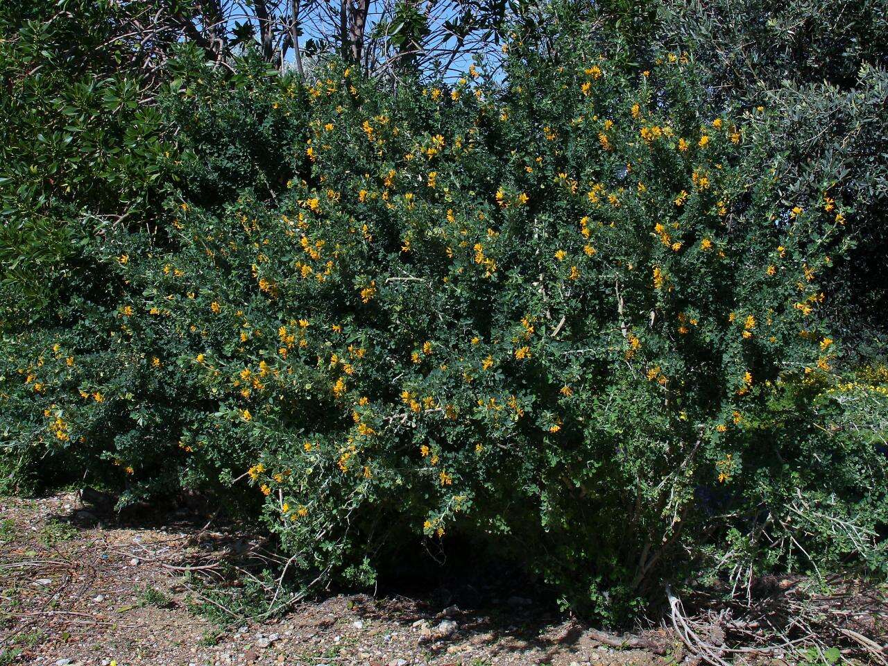 Imagem de Medicago arborea L.