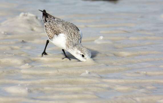 Image of Calidris Merrem 1804