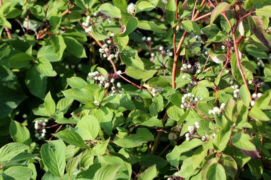 Image of Gray Dogwood