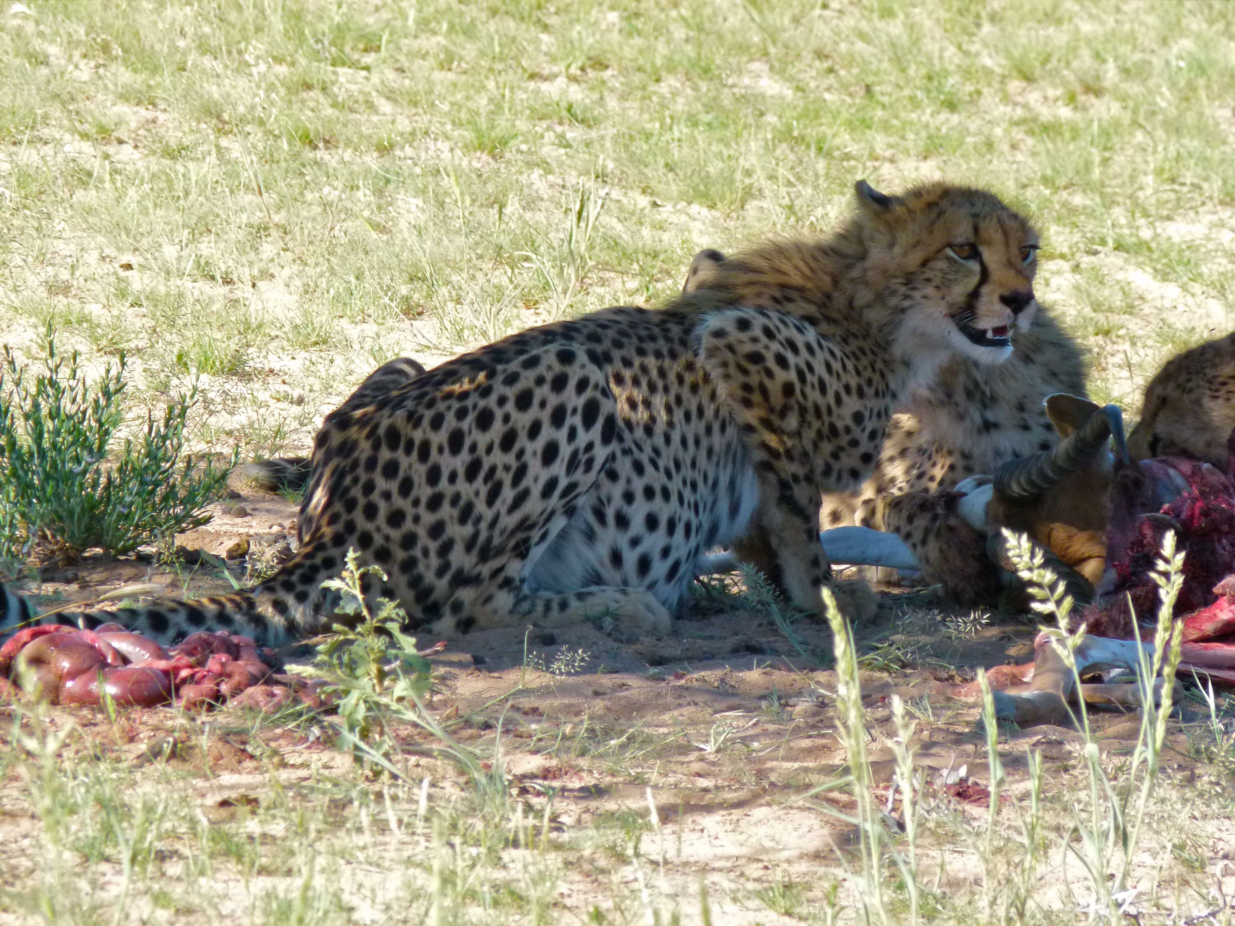 Image of Acinonyx Brookes 1828