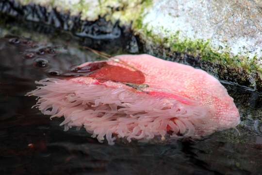 Image of horseman anemone