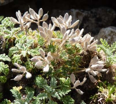 Image of Draba hispanica Boiss.