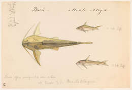 Image of thorny catfishes