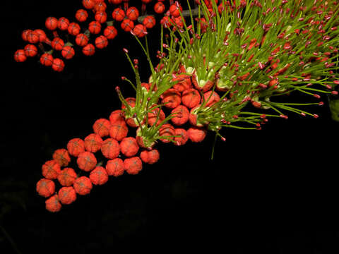 Image of Combretum fruticosum (Loefl.) Stuntz