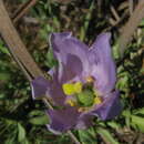 Image of showy prairie gentian