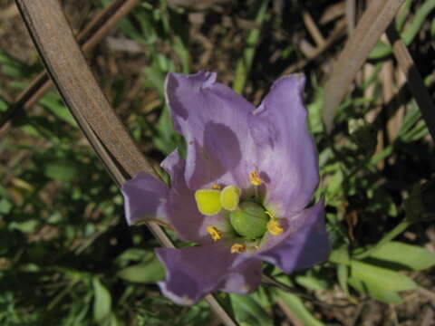 Image of showy prairie gentian