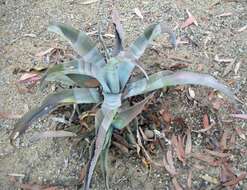 Image of Gypsiferous agave