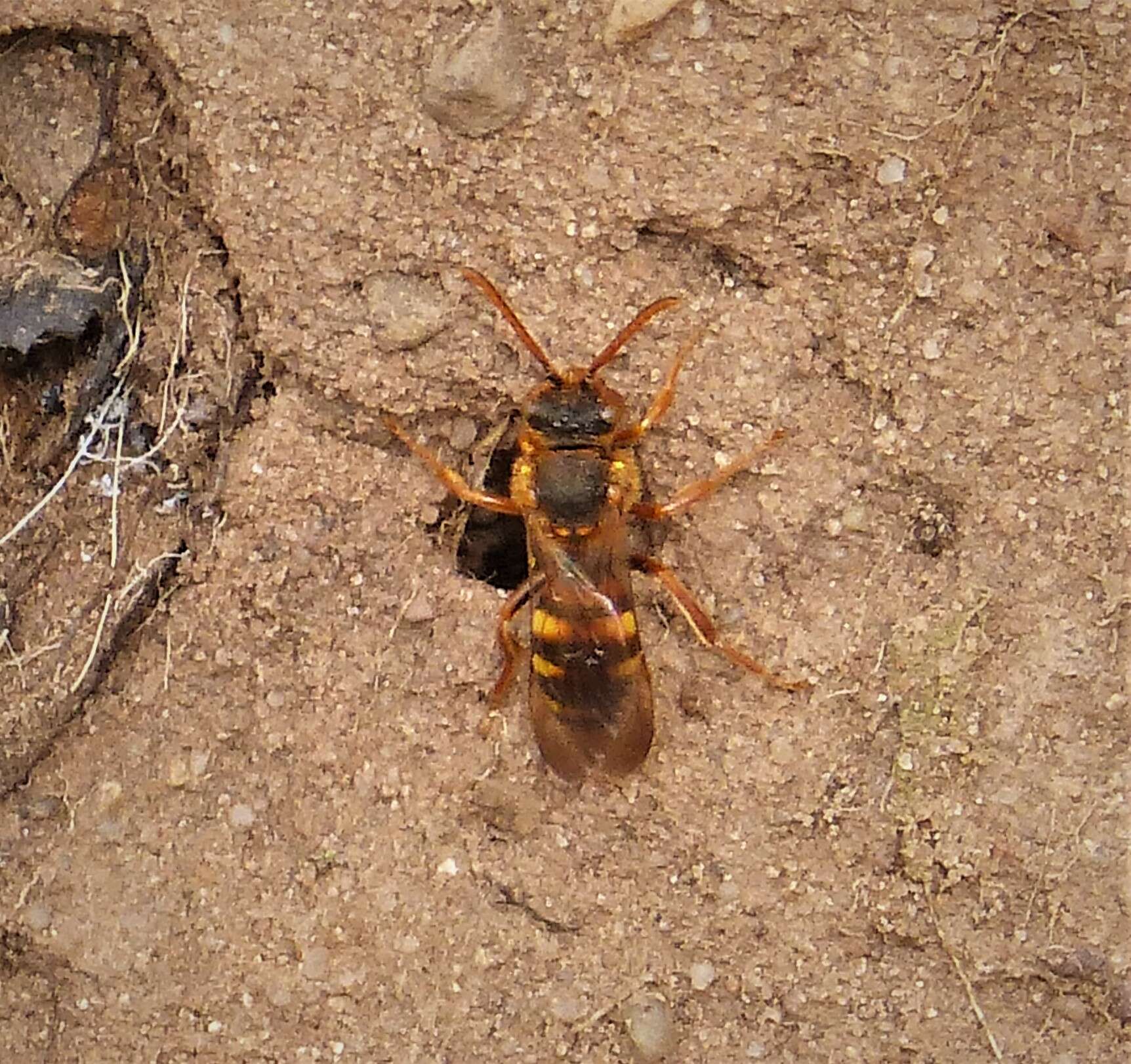 Image of Nomada lathburiana (Kirby 1802)