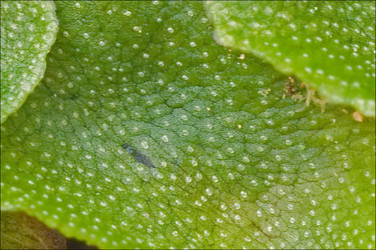 Image of Marchantia quadrata Scop.