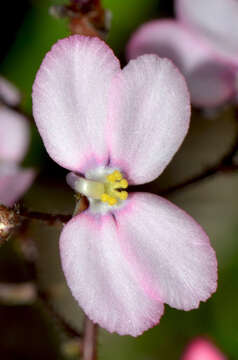 Image of Stylidium carlquistii A. Lowrie