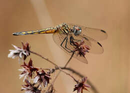 Image of Blue Dasher