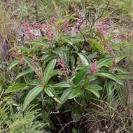 Image of Miconia ciliata (L. Rich.) DC.