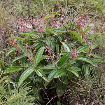 Слика од Miconia ciliata (L. Rich.) DC.