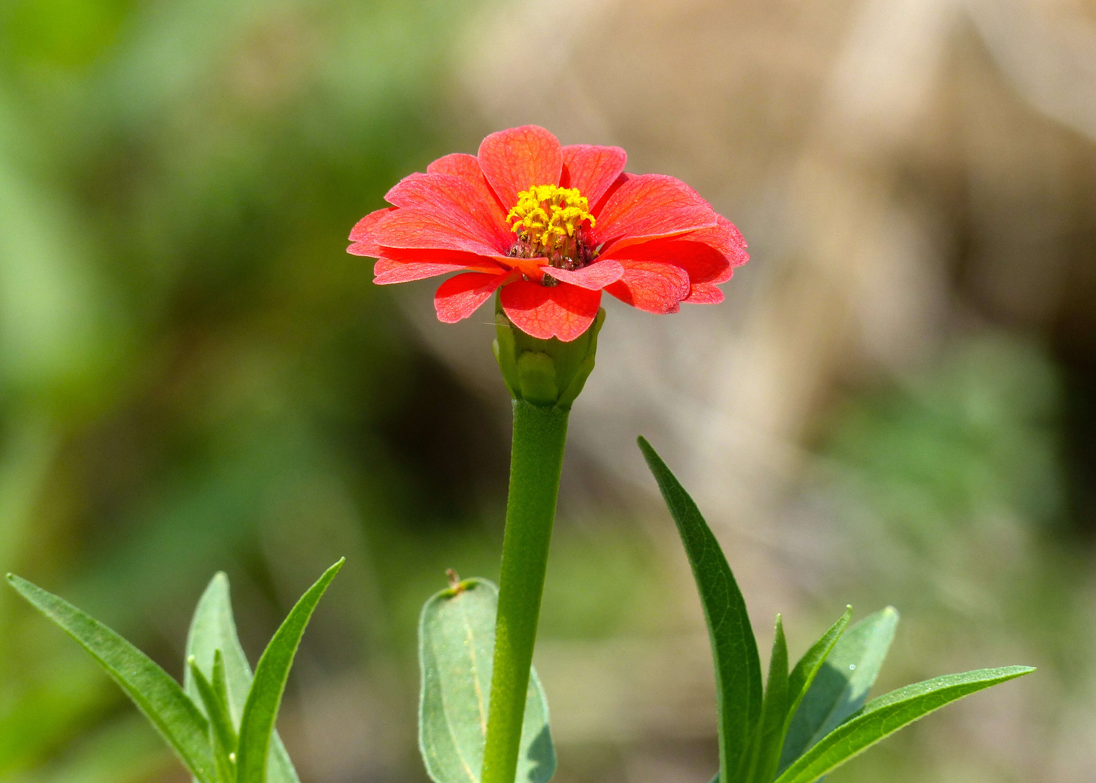 Image of Zinnia peruviana