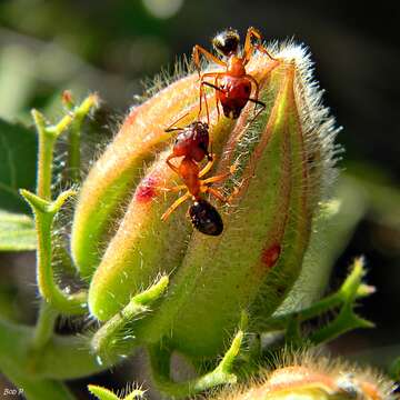 Image de Camponotus floridanus (Buckley 1866)