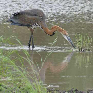 Image of Ardea Linnaeus 1758