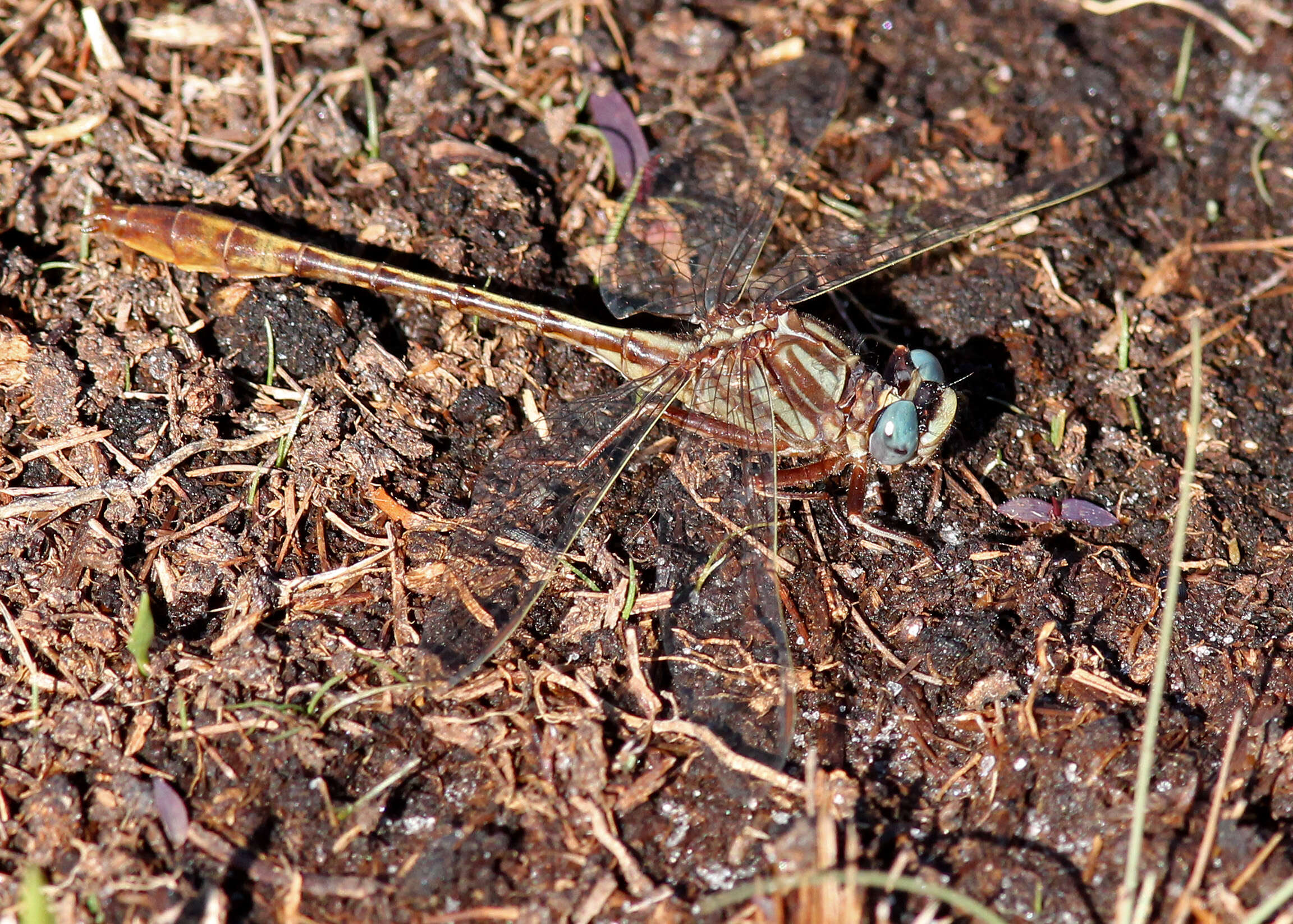 Image of Cypress Clubtail