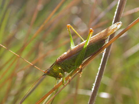 Слика од Conocephalus (Anisoptera) fuscus (Fabricius 1793)