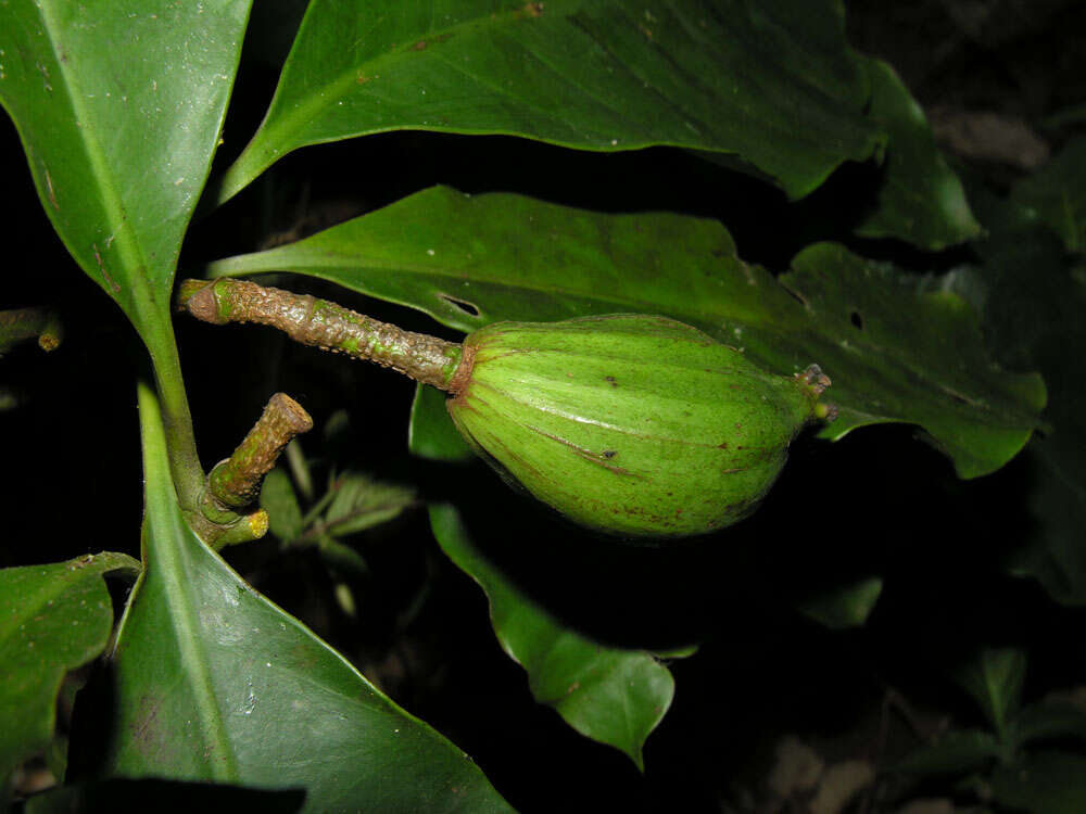 Image of Tovomita longifolia (L. C. Rich.) Hochr.