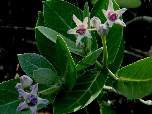 Image of calotropis