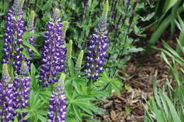 Image of big-leaved lupine