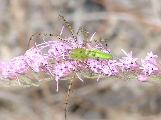 Image of Peucetia