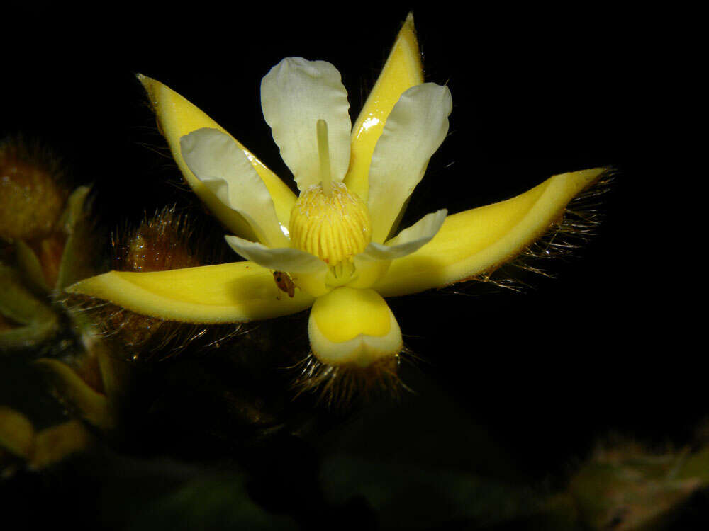 Image of Apeiba tibourbou Aubl.