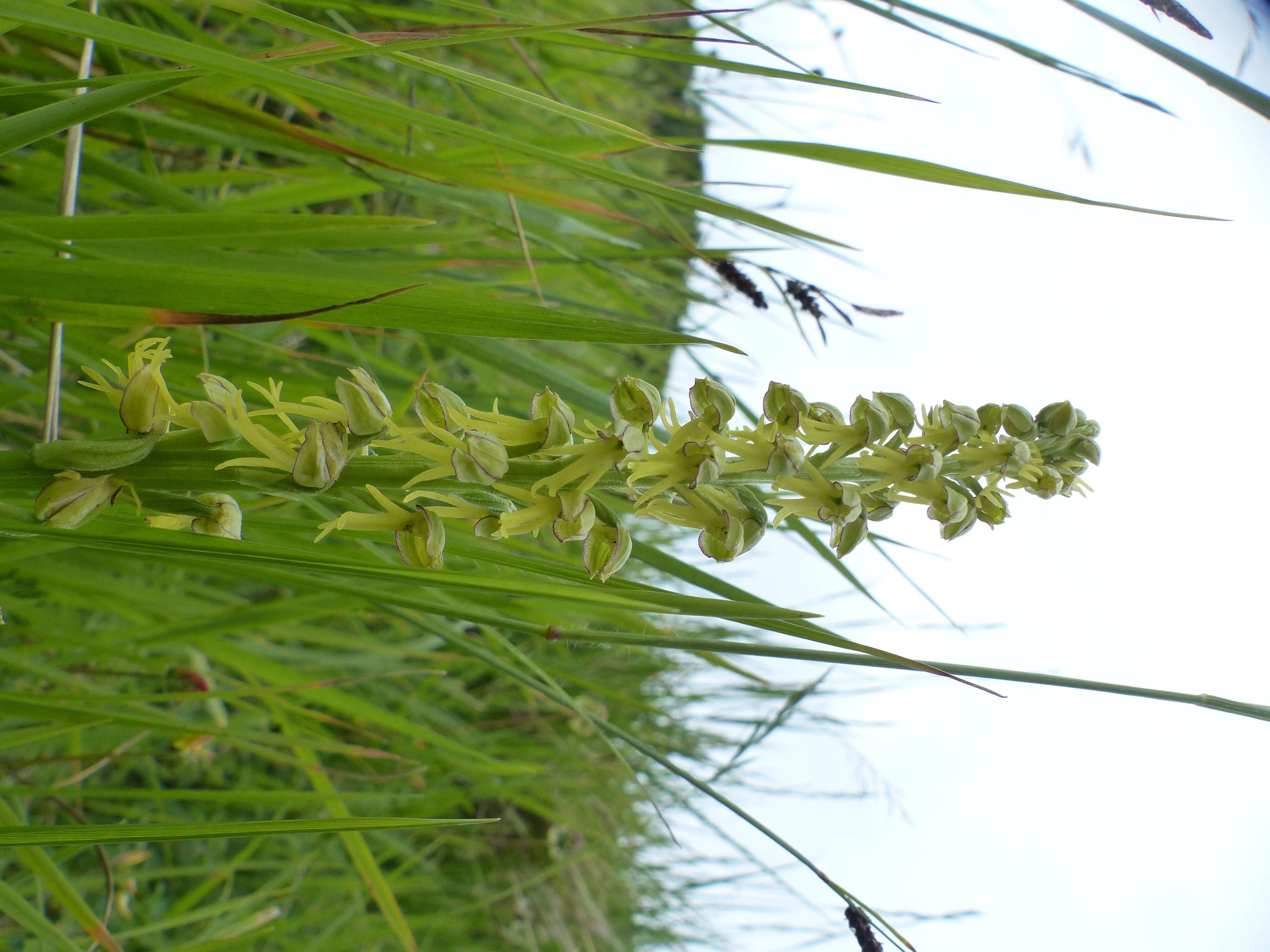 Image of Man Orchids