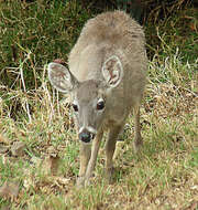 Image of South American Brown Brocket