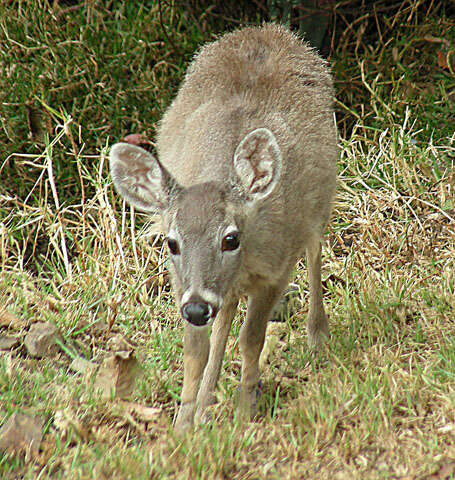 Image of South American Brown Brocket