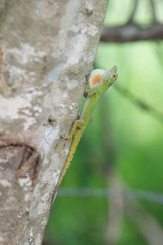 Image of Bark anole