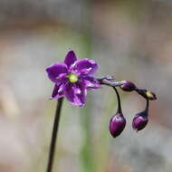 Image of rock lily