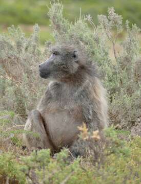 Image of Chacma Baboon